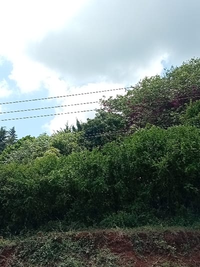 The image displays an outdoor scene in Mururi, Kenya, under a partly cloudy sky with visible blue patches. Four parallel, dark power lines are present in the upper mid-ground, extending horizontally across the frame. The majority of the scene is composed of dense green vegetation. Taller trees with varying shades of green foliage, some showing reddish hues, occupy the upper and middle sections. Below these, a continuous, thick band of dark green shrubbery stretches horizontally. The foreground features a sloped bank of reddish-brown earth partially covered with sparse green ground vegetation and dry detritus. No individuals, animals, or man-made structures other than the power lines are visible. No actions or interactions are taking place.