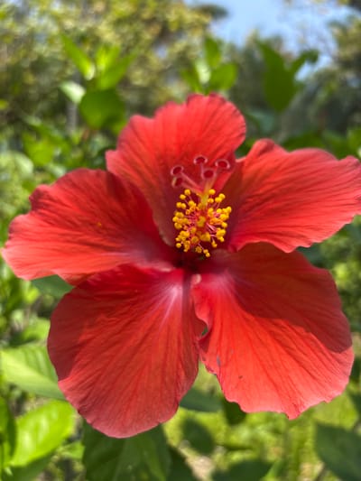 A close-up photograph captures a red hibiscus flower in full bloom. The petals are a solid red color, with visible veins and slight variations in tone. The center of the flower displays a cluster of yellow stamens and red pistils. The background consists of blurred green foliage and a hint of blue sky. The flower is the main subject and occupies most of the frame. The image was taken in Tehuixtla, Mexico.