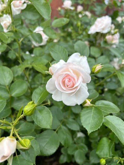 The image shows a close-up of a pale pink rose in bloom, with other white and pink roses and green leaves in the background. There are also several rose buds visible. The lighting is natural, suggesting an outdoor setting. The image quality is sharp, capturing the delicate details of the rose petals and the texture of the leaves. The background is softly blurred, highlighting the main subject. There are no people or animals present in the image. The overall scene evokes a sense of natural beauty and tranquility. The image was taken in the city of Tczew, Poland.