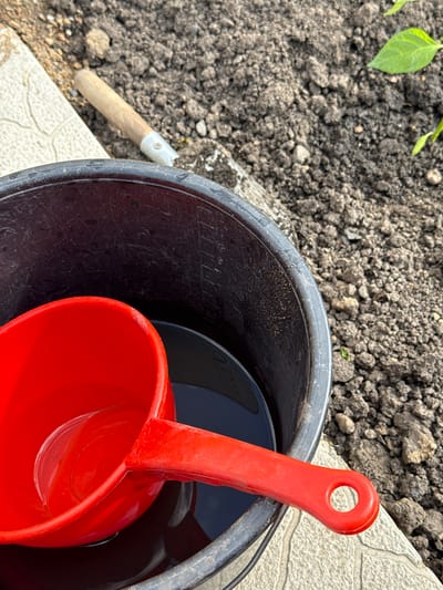 A top-down outdoor shot reveals a scene likely within a domestic garden or similar setting in the general area of Sukhobuzimskoye, Russia. Focus lies on a black plastic bucket nearly filled with a dark liquid, probably water. Inside the bucket, nested for storage or temporary placement, are two red plastic scoops or ladles, one slightly smaller than the other.
Adjacent to the bucket, on the left, is a patch of dark, tilled soil with a few small green sprouts emerging. Further left, also touching the edge of the bucket, rests a small garden tool with a light-colored wooden handle and a white plastic or metal ferrule. The bucket and soil are placed on a surface of light-colored concrete paving stones or tiles. No people are visible in the scene.