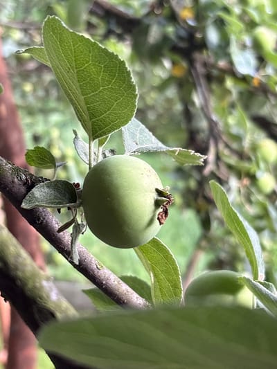 A close-up, eye-level shot focuses on a single, unripe green apple hanging from a tree branch. The apple is round and smooth, with a small brown stem at the top. Several green leaves surround the apple, some larger and more prominent, others smaller and partially obscuring the branch. The branch itself is dark brown and appears textured. In the background, other green leaves and branches are visible, some with blurred yellow or orange spots, possibly other fruits or flowers. The overall environment is an orchard or garden, likely in a rural or semi-rural setting. The image does not contain any people or specific identifiable structures that would indicate a precise urban location within Ленинградская, Russia. The lighting suggests an overcast or diffused light source, typical of a daytime outdoor scene.