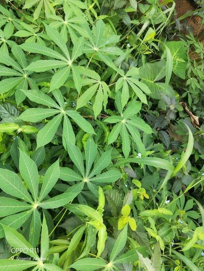 The media file is a top-down, medium shot of a dense patch of green vegetation. The primary subjects are the large, palmate leaves of cassava plants, which dominate the foreground and midground. These leaves are vibrant green with distinct venation. Interspersed among the cassava leaves are other types of foliage, including long, blade-like grass and darker, purplish leaves. Several small, delicate blue flowers are visible scattered throughout the scene, adding a subtle touch of color. The overall impression is one of lush, untamed growth.
There is no activity or event taking place; the image appears to be a still shot of the natural environment. The time of day is not explicitly indicated, but the lighting suggests it could be daytime, possibly overcast given the even illumination. The weather is also not directly evident, though the presence of dew or moisture on some leaves might suggest recent rain or high humidity.
A notable detail is the text overlay in the bottom left corner, which reads "OPPO R11" and "Nigeria Akokwa," indicating the phone model used to capture the image and the geographical location. The scene is set in a natural, outdoor environment, likely a field or dense garden in Akokwa, Nigeria, characterized by its abundant plant life.