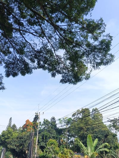 A canopy of lush green foliage dominates the upper portion of the image, silhouetted against a bright, clear blue sky. Utility poles and a dense web of electrical wires crisscross the scene, disrupting the natural vista. Below, a vibrant mix of trees and vegetation fills the lower part of the frame, showcasing various shades of green and hints of other colors. Banana trees are visible as well.