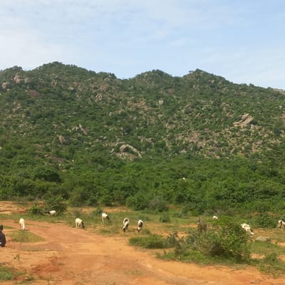 In Dorowa, Nigeria, a herd of goats grazes on a grassy slope in front of a rugged, tree-covered mountainside under a partly cloudy sky. The goats are scattered across the middle ground, some eating grass, others standing. A person in dark clothing sits on the ground to the left. A dirt road winds through the foreground, leading towards the grassy area where the goats are. The environment is natural and rural, with lush vegetation and rocky terrain.
