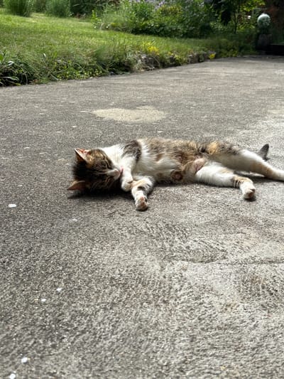 The image depicts a cat lying on its back on a paved surface, possibly a driveway or pathway. The cat appears to be a tabby with white, brown, and black markings. Its eyes are closed, and its body is relaxed, suggesting it is sleeping or resting comfortably in the sunlight. The background consists of lush green grass and foliage, indicating an outdoor setting. The paved surface shows some texture and a few small white specks, possibly debris. The lighting suggests it is a bright, sunny day. The location is not specified within the image itself, but is stated to be in the city of Taban, Bulgaria, which would imply a residential or semi-rural environment.