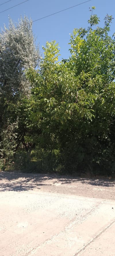 The image depicts a natural scene with trees and a dirt road, set under a clear blue sky. On the left, a tree with silvery, feathery leaves stands tall. To its right, a larger tree with lush green foliage dominates the frame, its branches extending outwards. The area beneath the trees is dense with undergrowth and shadows. In the foreground, a dirt road or pathway is visible, its surface textured with gravel and showing tire tracks. Shadows from the trees are cast across the road, indicating a sunny day. The background features a bright blue sky with thin, dark lines that appear to be power lines. There are no people or animals present in the image. This scene is consistent with the natural landscape found in and around Yangiyer, Uzbekistan, a city known for its agricultural regions and surrounding natural environments.