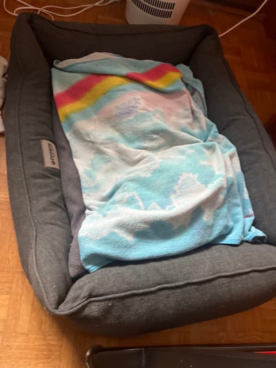 The scene depicts a dark grey, fabric pet bed situated on a light brown wooden parquet floor. The pet bed is rectangular with raised, cushioned sides. A "PROWIN" brand tag is visible on the left side of the bed. Inside the pet bed lies a multi-colored blanket. The majority of the blanket is light blue with white, cloud-like patterns. Towards the upper portion of the blanket, a horizontal stripe pattern is visible, featuring colors including yellow, pink, and red. In the background, a white appliance with horizontal vents, possibly a fan or air purifier, is partially visible, with a white electrical cord extending from it across the floor. A dark object, possibly part of a piece of furniture, is partially visible in the bottom foreground. No people or animals are present. The location is an interior space in the city of Ittenheim, France.
