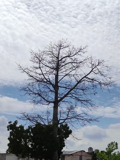 The image displays a clear, bright daytime sky dominated by a large, bare tree in the foreground. The photograph appears to have been taken from a low angle, looking upwards towards the sky through the tree's branches.
The sky is a mix of light blue and white. On the left side and extending towards the upper left, there's a significant expanse of white, textured clouds, appearing somewhat like altocumulus or stratocumulus, forming a rippled or wavy pattern across the sky. Towards the right side and upper right, the sky is a clearer light blue with some scattered, fluffier white clouds.
The central and most prominent feature is a tall, deciduous tree, mostly stripped of its leaves, suggesting it might be late autumn or winter. Its main trunk is thick and straight, extending from the bottom center upwards. Numerous bare branches spread out from the trunk, creating an intricate network of dark silhouettes against the bright sky. The branches are thin towards their ends, showing fine detail against the light background.
Below and to the right of the main tree's trunk, there's a mass of dark green foliage from what appears to be another, leafy tree or large bush. Further to the right and slightly in the background, parts of a light-colored building with a dark roof are visible. This building has a somewhat weathered appearance, with a light brown or beige facade and darker areas, possibly indicating shadows or stains. Above and to the far right, a small patch of vibrant green foliage, likely from another tree or plant, is visible against the sky, contrasting with the bare branches of the central tree.
The overall impression is one of a natural, serene scene, highlighting the stark beauty of a tree without its leaves against a dynamic sky. No visible text is present in the image.