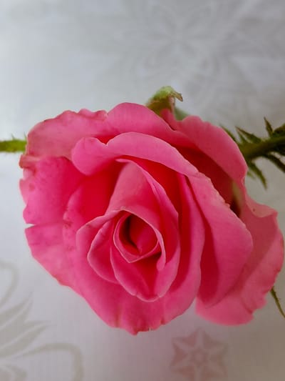 A close-up, top-down, eye-level shot showcases a vibrant pink rose against a pale, patterned background. The rose, positioned in the lower half of the frame, is in full bloom with its petals unfurling to reveal a tightly wound center. Its stem, visible on the left and right sides, is green and adorned with small thorns. The background features a subtle, light-colored pattern, possibly fabric, with a soft shadow of the rose and its stem cast upon it, suggesting ambient lighting. The scene does not contain any people or indicate any specific urban or natural environment within Ертіс ауылдық округі, Kazakhstan.