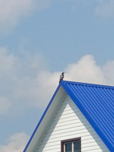 A crow is perched on the peak of a white-sided house with a bright blue corrugated metal roof, under a partially cloudy sky. The house has a visible window with a dark frame. The scene is likely located in Zalesovo, Russia, given the context.
