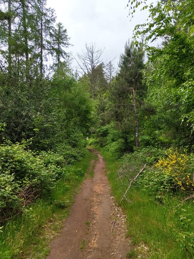 The image depicts a dirt path winding through a lush green forest. The path is bordered by grass and various types of trees and bushes. Yellow flowering plants are visible on the right side of the path. There is a tree fallen that crosses the path. The photograph was taken near Mettlach, Germany.
