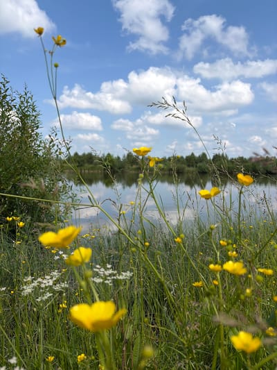 The image captures a serene lakeside scene with a foreground of tall green grass and scattered yellow buttercups. The flowers are varied in focus, with some sharp and others blurred, creating a sense of depth. In the middle ground, a calm lake reflects the blue sky dotted with fluffy white clouds and a line of trees on the opposite bank. The overall impression is a natural, undeveloped landscape, likely in a rural or park setting. No people or specific urban elements are visible, suggesting this is not within the immediate built-up area of Gushchino.