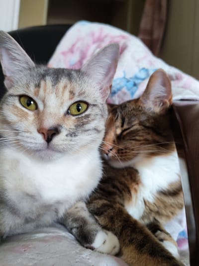 Two cats are posing for a photo, one in the foreground and one in the background. The cat in the foreground is a calico cat with white, black, and orange patches. It is looking directly at the camera with its bright green eyes. The cat in the background is a tabby cat with brown and white stripes. It is sleeping and its eyes are closed. The cats are lying on a patterned blanket. The background is out of focus but appears to be indoors. The overall mood of the photo is peaceful and relaxed.