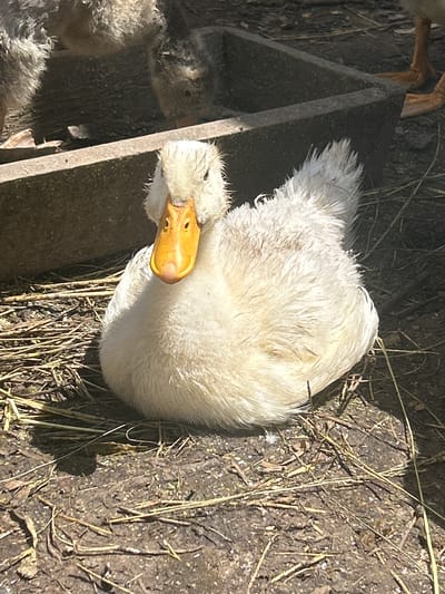 A white duck with a bright orange beak is sitting on the ground, surrounded by dry straw and dirt. The duck is facing the camera, with its body slightly angled to the right. Its feathers are fluffy and appear wet in some areas. In the background, a concrete trough is visible, and behind it, the legs and feet of another duck, as well as the fuzzy bodies of some ducklings, can be seen. The ground is composed of dark soil mixed with straw and debris. The lighting suggests a sunny day. The location is the village of Vyshevychi, Ukraine.
