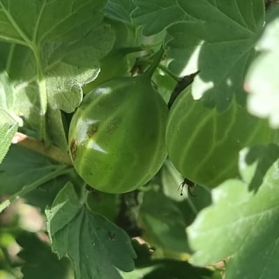 The image shows a close-up of unripe gooseberries on a branch, surrounded by green leaves. Two gooseberries are prominently visible, with one in focus on the left and another slightly out of focus on the right. The gooseberries are a pale green color and appear smooth, with some slight blemishes on the surface of the one in focus. The leaves are a vibrant green, with some veins visible. The lighting suggests it is daytime, with sunlight filtering through the foliage. There are no people or other identifiable subjects in the image. The scene depicts a natural element of a plant, likely from a garden or agricultural setting. The location in Ақкемер, Kazakhstan is noted, but no specific environmental context for that location is depicted within the image itself.
