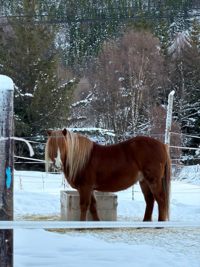 A chestnut-colored horse with a flaxen mane and tail, displaying a white blaze on its face, stands on snow-covered ground within an outdoor enclosure. The horse is positioned slightly left of center, facing the viewer, next to a gray, rectangular feeding trough. Hay remnants are scattered on the snow around the feeder. Multiple white horizontal fence lines traverse the foreground and midground, attached to a dark wooden post on the left, which has snow on its top and a vertical blue mark, and a snow-covered post partially visible on the right. The background features a dense forest, primarily composed of snow-dusted evergreen trees, interspersed with bare deciduous trees. Overhead utility lines are visible against the tree line. This winter landscape is consistent with the general environment surrounding Tromsø, Norway. The exact location within the city of Tromsø is not identifiable from the visual evidence.