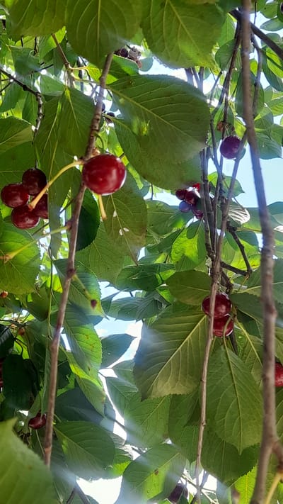 This media file is a close-up, low-angle shot of a cherry tree branch laden with ripe cherries and green leaves. The scene is set outdoors, likely in a garden or orchard, under a bright sky with visible sunlight filtering through the foliage, suggesting a daytime setting on a clear day. The cherries are a deep red, and some are clustered together, while others hang individually from thin stems. The leaves are lush and green, some appearing to have water droplets on them. The overall impression is one of natural abundance and the bounty of the harvest season. The location context provided is Korsuntsi, Ukraine, which helps to place the image geographically. There is no visible text in the image.
