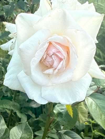A close-up, eye-level shot captures a white rose in bloom, its petals gently unfurling to reveal a pale pink center. The rose is the primary subject, dominating the frame, with its delicate texture and subtle color variations. Surrounding the rose are lush green leaves and the soft bokeh of a garden setting, suggesting an outdoor environment. The lighting appears natural, casting soft shadows and highlighting the rose's form. No people or specific landmarks of Lyady, Russia are visible in this image.