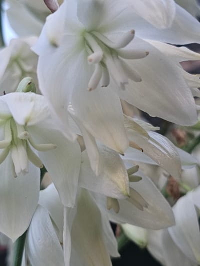 The image is a close-up, macro photograph of several white yucca flowers. The flowers are delicate and layered, with prominent stamens. The background is blurred, suggesting a shallow depth of field, and appears to be a natural setting with hints of green foliage and darker areas. The lighting is soft, highlighting the texture and translucence of the petals. There are no people or man-made objects visible in the image. Without further information or visual cues, the specific location in Bălți, Moldova, cannot be determined from the photograph alone.