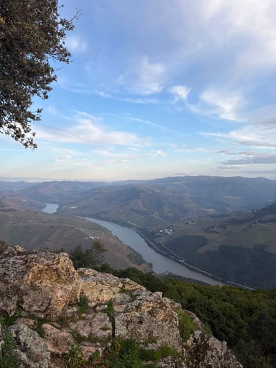 The image presents an elevated, panoramic view of the Douro River valley, situated near Peso da Régua, Portugal. In the immediate foreground, a cluster of large, weathered rocks, predominantly grey and brown with visible green moss and sparse vegetation, occupies the lower left corner. A section of a tree branch, featuring dark green to brown leaves, extends into the frame from the upper left. The central and midground areas are dominated by the wide, placid Douro River, its surface appearing dark, which meanders through the landscape. Along the riverbanks, roads are visible, tracing the contours of the terrain, and several scattered structures or small settlements are discernible. The surrounding hillsides are characterized by extensive terraced vineyards, displaying distinct patterns of cultivation, interspersed with areas of dense green forest. In the background, multiple layers of mountains and hills extend towards the horizon, gradually fading into a light atmospheric haze. The sky above is a clear light blue, accented with scattered, wispy white cirrus clouds. No individuals or dynamic actions are depicted within the scene.