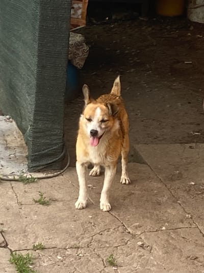 A tan and white medium-sized dog stands on a cracked concrete surface in front of a dark entryway. The dog is facing forward with its tongue hanging out and its ears perked up. To the left of the dog is a dark green, textured structure, possibly a tarp or fabric covering. The background is dark and appears to be an outdoor area with some debris on the ground. The scene is likely a residential yard or alleyway in Kisliakovskaya, Russia.