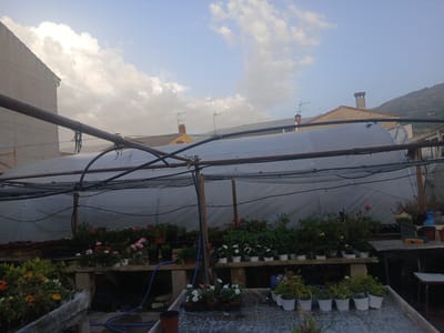 A greenhouse is depicted, filled with various potted plants. The structure has a white, translucent covering and is supported by a dark metal frame. Inside, rows of plants with green foliage and colorful flowers are visible, arranged on shelves and on the ground. Some plants are in white pots, while others are in dark pots. A blue hose snakes across the ground in the foreground. Outside the greenhouse, a pale gray building wall is visible on the left, and in the background, rooftops with chimneys and antennas can be seen, along with a distant, tree-covered mountain. The sky is partly cloudy with patches of sunlight breaking through. The scene is located in Navaluenga, Spain.