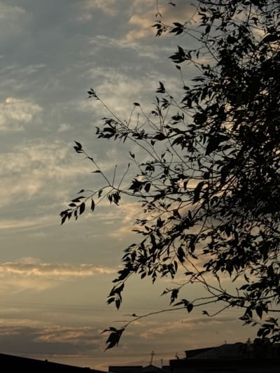 The image is a silhouette of tree branches and leaves against a cloudy sky. The sky is a mix of gray and muted yellow, suggesting it is either sunrise or sunset. Thin, wispy clouds are visible, and some appear to be catching the light. The branches are dark and angular, with numerous leaves scattered across them. In the lower portion of the image, the dark silhouettes of buildings and rooftops are visible, indicating an urban or suburban setting. The image does not contain any people. The overall mood is atmospheric and somewhat melancholic. There is no specific information in the image to identify the location as Zhovte, Ukraine.