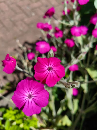 A close-up, eye-level shot shows a cluster of vibrant pink flowers with distinct, star-shaped centers. The petals are a rich, saturated fuchsia color, with lighter pink veins radiating from the center. Some of the flowers are in full bloom, while others are partially open or buds. The background consists of a blurred brick pathway and green foliage. The image is captured in natural light, with shadows indicating it was taken outdoors. The setting is identified as Sandwell, United Kingdom.