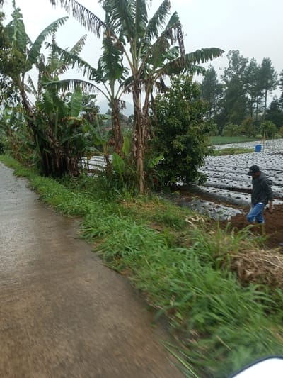 This image depicts a rural agricultural scene in Chagzam_Pam, Bhutan, under an overcast sky. A wet, grey asphalt or concrete road runs diagonally from the lower left to the middle of the frame, bordered on the right by a strip of green grass and weeds. Beyond the grass, a dense row of banana trees with large green leaves and fibrous brown trunks stands prominently. To the right of these trees, a cultivated field is visible, characterized by multiple raised soil beds covered with white plastic mulch. In this field, a male individual, dressed in a dark long-sleeved top, blue trousers rolled up to his calves, and a dark baseball cap, is engaged in manual labor, standing in reddish-brown soil. A blue plastic barrel is positioned further back in the field near additional vegetation. The background features a treeline of mixed deciduous and coniferous trees, with faint outlines of mountains under the grey sky.