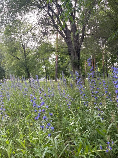 The image depicts a natural scene with a focus on a dense field of blue wildflowers, likely Viper's Bugloss, lining a path or a clearing. The flowers are in full bloom, with tall stalks topped with clusters of vibrant blue blossoms. They stretch along the right side of the frame, creating a striking contrast with the surrounding greenery. To the left, a large, mature tree with rough bark and intricate branches dominates the foreground. Its leaves, a lush green, filter the sunlight, creating dappled patterns on the ground. In the background, more trees and foliage can be seen, suggesting a wooded area or a park. The overall setting appears to be outdoors, in a location with ample natural vegetation. The lighting suggests it might be a bright day, possibly late morning or early afternoon, as sunlight is visible filtering through the trees. There are no people or specific objects visible other than the natural elements. The scene evokes a sense of tranquility and natural beauty. The location context provided places this scene in Oktyabrsky, Russia. There is no visible text in the image.