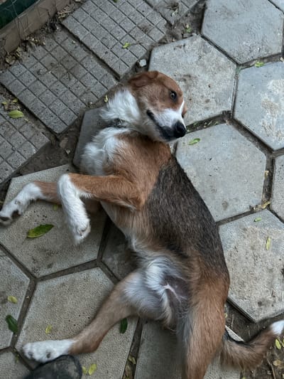 A medium-sized dog with brown and white fur lies on a paved surface made of hexagonal and square concrete tiles. The dog is lying on its side, with its head turned upwards and looking to the left. Its eyes are open and alert. The dog has a collar around its neck. There are a few scattered leaves on the ground around the dog, suggesting an outdoor setting. The lighting suggests it could be daytime. The scene appears to be a casual outdoor environment, possibly a patio or courtyard.