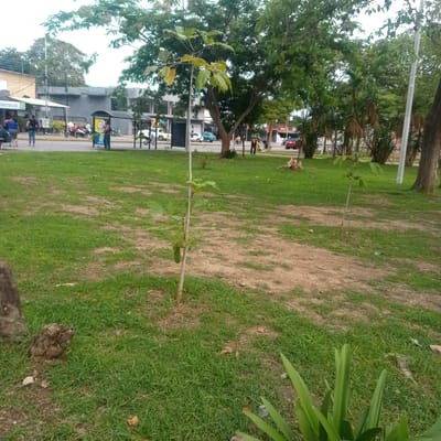 This is a photograph taken outdoors, likely in a public park or a green space adjacent to a street in El Limón, Venezuela. In the foreground, a young tree stands on a patch of dry soil amidst green grass. The background reveals a street with various vehicles, including motorcycles, cars, and a white van. On the left side of the street, there is a building with a sign that reads "FARMACIA." Several people are visible on the sidewalk and near the park's edge, some standing, some sitting. A bus stop shelter is present. The scene is dominated by mature trees with dense foliage, suggesting a tropical or subtropical climate. The overall impression is of an urban green space with elements of daily life occurring in the background.