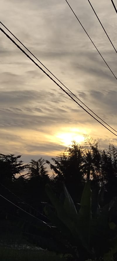 This is a vertical, low-angle photograph of a sunset over a silhouetted landscape in Peurupok, Indonesia. The sky is filled with wispy, streaky clouds in shades of grey, white, and pale yellow. The sun, a bright, diffused orb of yellow and white light, is visible just above the horizon, peeking through the clouds and behind a dense line of trees.
The trees are silhouetted against the bright sky, their dark forms creating a jagged line across the lower half of the image. Among them, palm trees are visible, suggesting a tropical location. In the foreground, large, dark green leaves of a banana plant are prominent, adding to the tropical feel. In the upper portion of the image, thick black power lines stretch diagonally across the frame, obscuring parts of the sky.
The time of day is clearly sunset, indicated by the low angle of the sun and the warm, diffused light. The weather appears to be partly cloudy, with the clouds creating dramatic patterns in the sky. The overall mood is serene and slightly dramatic, with the contrast between the dark foreground and the bright, atmospheric sky. There is no visible text in the image.