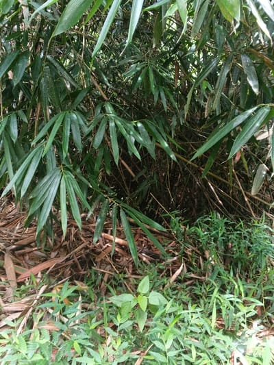 A dense bamboo forest scene with varying layers. Fallen bamboo leaves cover the ground, interspersed with green undergrowth. Vertical stalks of bamboo rise, partially obscured by leafy branches. The foliage displays shades of green, with some leaves showing signs of wear. The scene is a mix of decay and vibrant growth, with an overall feeling of enclosure within the forest.