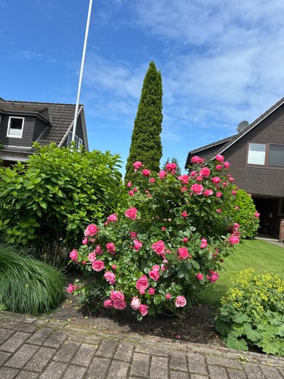 This image captures a residential outdoor scene in Deinste, Germany, on a clear, sunny day with a blue sky and scattered white cirrocumulus clouds. The foreground features a section of gray, rectangular paver stones. Immediately behind the pavers, on the left, is a clump of vibrant green ornamental grass, while the center and right reveal dark, damp soil surrounding various plants.

Dominating the midground is a large, dense bush of vibrant pink roses, heavily laden with numerous open blooms and buds. The rose leaves are a healthy green, with visible water droplets on their surfaces. To the left of the rose bush, a voluminous, bright green deciduous shrub with broad leaves is prominently positioned. To the right of the rose bush, at the edge of a well-maintained green lawn, is a plant with large, rounded green leaves and clusters of small, bright yellow flowers. The green lawn extends towards the right of the frame.

In the background, two residential houses are visible. The house on the left features a dark gray shingled roof and dark brown/gray siding, with a white-framed dormer window equipped with horizontal blinds. A tall, slender white flagpole extends vertically from the ground near this house, reaching high into the sky. The house on the right shares a similar dark gray shingled roof and dark brown/gray siding. A dark gray satellite dish is mounted on its roof. A large, rectangular window with horizontal blinds is visible on its upper floor, with a smaller window partially seen below. A tall, slender, conical evergreen tree, possibly a cypress, stands prominently between the two houses, extending significantly above their rooflines. The overall lighting suggests bright daylight. No people or animals are present in the scene.
