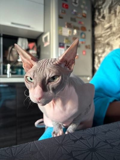 A light-skinned Sphynx cat with large ears and green eyes sits in a person's lap. The cat is facing the camera, with its head tilted slightly to the left. The person is wearing a blue shirt and is holding the cat with their arms. The background is blurry, but it appears to be a kitchen or dining area. There are cabinets and a refrigerator visible. The lighting is natural and comes from the right, casting a shadow on the left side of the cat's face. The image was taken in Novaya Ivanovka, Russia.