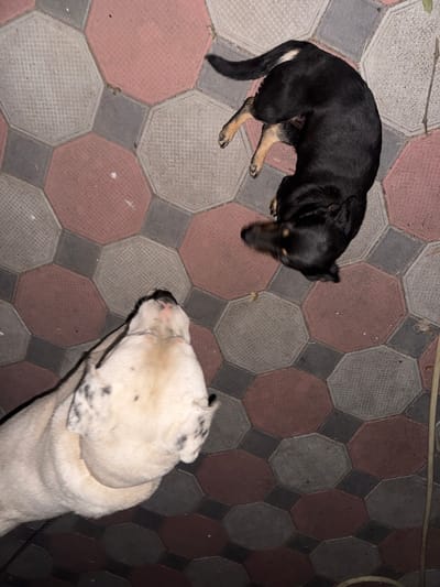 This media file captures an overhead view of two dogs on a paved walkway in Bohunove, Ukraine. The walkway is composed of interlocking octagonal and square pavers in shades of red and gray, creating a geometric pattern.

The subjects are two dogs. The larger dog, mostly white with black spots, is in the upper left of the frame. Its head is down, possibly sniffing the ground, and its body curves around itself. The smaller dog, predominantly black with tan markings on its legs and face, is lying on its back in the lower right of the frame, with its paws in the air. This posture suggests relaxation or playfulness.

The scene appears to be outdoors. The lighting suggests it might be late evening or early morning, given the low light conditions and shadows. There are no visible people or text. The setting is a paved area, likely a pathway or courtyard, indicated by the repetitive paver pattern. The presence of a few small twigs on the ground hints at an outdoor environment with some natural debris. The overall mood is casual, with the dogs appearing comfortable and relaxed in their surroundings.