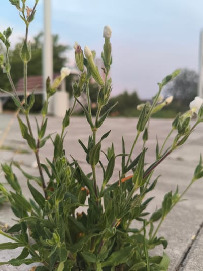 The image shows a close-up of a small plant with green leaves and white flowers, growing on a paved surface. The plant has slender stems covered in fine hairs, and many of the flowers are still in bud form, appearing as elongated white or greenish casings. Some of the flowers have begun to open, revealing delicate white petals. The background is blurred, suggesting the photo was taken with a shallow depth of field. In the background, faint shapes of trees and structures can be seen, as well as a pale blue sky, indicating it is likely daytime, possibly late afternoon or early evening given the soft lighting. The paved surface appears to be concrete or stone, possibly part of a walkway or plaza. There are no people or animals visible in the image. The setting is outdoors, and the presence of paving suggests an urban or semi-urban environment. The overall mood is peaceful and natural, highlighting the resilience of the plant growing in an unlikely urban setting. The location is identified as Nowy Dwór Mazowiecki, Poland.