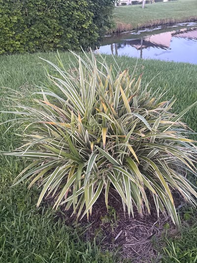 The image shows a variegated ornamental grass plant in a yard with a canal in the background. The grass has long, thin leaves with white and green stripes. The canal water is reflecting the sky and some nearby structures. The area appears to be a residential or common area within Delray Beach, Florida, given the presence of manicured landscaping and a canal common in this region. There are no people or animals visible in the image.