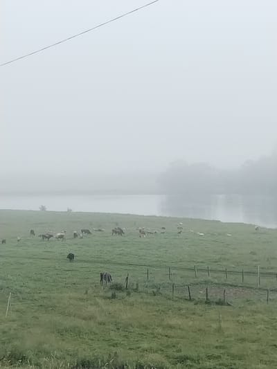 A foggy morning scene in Lagerevo, Russia depicts a herd of cattle grazing in a lush green field. The field slopes down towards a body of water, likely a river or lake, which is shrouded in mist. In the background, the distant treeline is barely visible through the thick fog. The cattle, a mix of brown and white, are scattered across the field, some grazing, others standing or lying down. A fence runs along the lower right side of the frame, demarcating the field. The sky is a uniform pale gray, indicating overcast conditions. There are no people visible in the image.