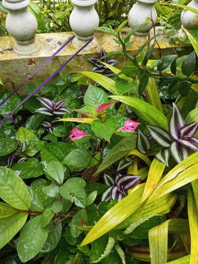 The image presents a vibrant and dense collection of various plants, heavily covered in water droplets, suggesting recent rain or heavy dew. In the upper part of the image, a weathered concrete or stone balustrade with white, urn-shaped posts forms a backdrop.
The foliage is a mix of textures and colors:
- Predominantly, there are broad, deep green leaves, some appearing glossy.
- Interspersed are plants with striking variegation: some leaves display bright pink and light green patterns, while others feature distinct purple and silver-white stripes.
- Towards the right, a plant with long, yellowish-green leaves adds another color dimension.
- A distinctive plant with a green, zig-zagging stem and small leaves is visible in the upper mid-right.
- A thin, dark purple strap or ribbon, possibly part of a hanging mechanism, cuts diagonally across the upper left to the center of the frame.
The scene depicts a lush, overgrown garden or planter bed, likely outdoors. The balustrade suggests a boundary or an elevated position, possibly along a pathway or a terrace. The presence of water droplets indicates wet conditions, perhaps after a rain shower or heavy morning dew. The dense and varied tropical-looking foliage aligns with the geographical context of 9-Mile, Papua New Guinea. There are no people visible, no specific activity is taking place other than the plants existing in their environment, and no visible text. The time of day appears to be daytime due to the natural light.