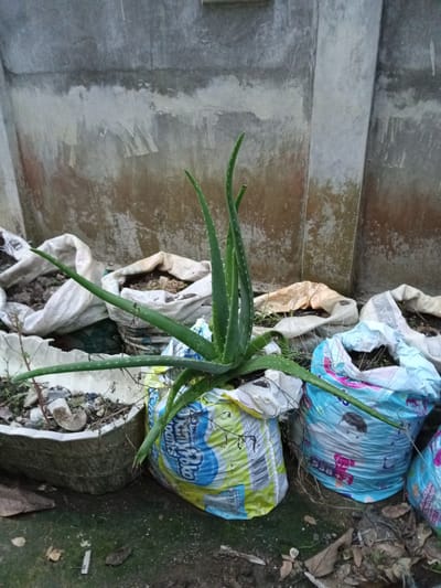 An aloe vera plant is growing in a plastic bag that has been cut open. The plant is in the foreground, and it is surrounded by other plastic bags filled with soil. In the background, there is a concrete wall. The scene is in Buketteukuh, Indonesia.