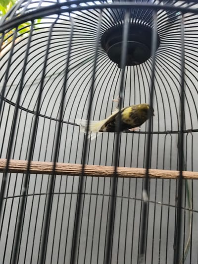 A canary is perched on a wooden perch inside a black birdcage. The bird is predominantly yellow and green with black markings. The cage is made of thin, vertical black bars that curve inwards at the top, surrounding a darker circular object. The background is a plain gray wall. The image was taken in Barengkrajan, East Java.