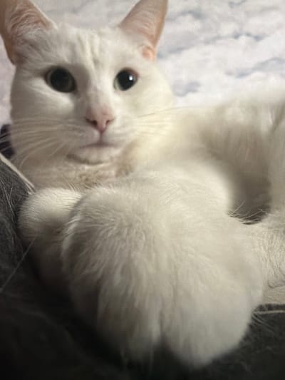 A close-up, slightly tilted photograph depicts a white cat with round, dark eyes and a pink nose. The cat appears to be lying on a surface with a mottled, light-colored background. The cat's fur is soft and fluffy, and its face is the focal point of the image. Part of the cat's body is out of focus in the lower left corner. No identifiable features suggest Tokkari, Russia.