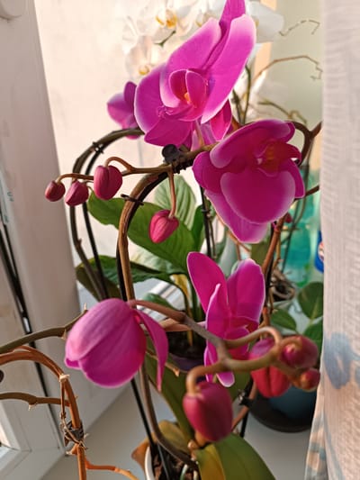 The image shows a close-up view of several pink orchid flowers and buds in various stages of bloom. The orchids are arranged on brown stems, with green leaves visible in the background. The flowers have delicate pink petals with lighter pink or white edges. Some buds are tightly closed, while others are beginning to open. The background includes blurred elements of white flowers, possibly other orchids, and a partially visible white curtain on the right side. The lighting suggests it is daytime, with warm light hitting the flowers. The setting appears to be indoors, possibly on a windowsill, given the presence of a white structure on the left that resembles a window frame. There are no people or animals visible in the image. The scene is focused on the orchids, highlighting their vibrant colors and intricate structures.