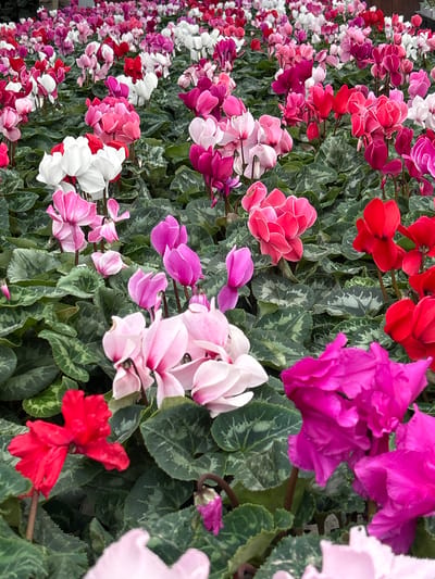 This image captures a vibrant and extensive display of flowering cyclamen plants, set in what is identified as Loma Verde, Argentina. The scene is dominated by a dense arrangement of cyclamen flowers presented in a striking array of colors. Prominent hues include rich reds, deep fuchsia, bright magenta, various shades of soft pink, and pristine whites. The individual blossoms showcase their characteristic upward-facing, ruffled petals, often appearing in tight clusters.
Beneath and around the colorful flowers, the foliage consists of dark green leaves with a distinctive mottled or marbled pattern in lighter green or silver tones, providing a textured backdrop. The plants are densely packed and appear to be arranged vertically, suggesting a tiered display, a living wall, or a terraced garden bed.
The lighting indicates a bright daytime setting, enhancing the vividness of the colors and highlighting the intricate details of both the flowers and the leaves. There is no visible human activity or discernible text within the frame. The overall impression is one of lush natural beauty and abundant, colorful blooms.
