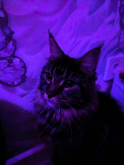 The image is a close-up photograph of a Maine Coon cat's face, illuminated by purple lighting. The cat is dark in color with distinctive ear tufts and prominent whiskers. Its eyes are large and reflect the purple light. The background is out of focus and appears to be a textured surface, possibly fabric, also bathed in purple light, with a faint patterned design on the left side. There is no indication of the city of Tver, Russia, or any other specific location. The scene depicts a domestic animal in a dimly lit environment with colored lighting.