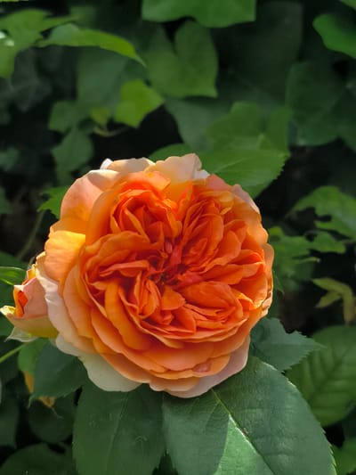 A vibrant orange and peach rose in full bloom is the central subject of this close-up photograph, taken in Alkmaar, Netherlands. The rose displays numerous tightly packed petals in various shades of warm orange, transitioning to lighter peach and soft yellow-white at the outer edges. The intricate layers and delicate texture of the petals are clearly visible, with some showing subtle shadows and highlights from the sunlight.
The rose is positioned slightly off-center, dominating the foreground and midground of the frame. Below and to the left of the main bloom, a hint of another, less open rosebud can be seen. Surrounding the flower are dark green leaves, some of which are sharp and in focus in the immediate foreground, revealing their textured surfaces and serrated edges. Other leaves, particularly in the background, are significantly blurred and darker, creating a soft, out-of-focus backdrop that highlights the rose.
The lighting suggests it is daytime, with direct sunlight illuminating the rose, causing bright highlights on the petals and casting dappled light on some of the foreground leaves. The background foliage appears to be in deeper shadow, contributing to the contrast and depth of the image. No specific activities or events are depicted, and no text is visible within the image. The overall impression is one of natural beauty and tranquility.