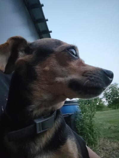 The media file features a close-up, sideways shot of a dog's head. The dog appears to be a medium-sized breed with tan and black fur. Its left eye, with a dark pupil and lighter iris, is clearly visible, looking towards the viewer. The dog is wearing a dark collar with a gray buckle.
The setting suggests an outdoor environment. In the background, blurred green foliage and a patch of grassy ground are visible. There's also a hint of a blue object, possibly part of a vehicle or structure, and a dark, textured surface above the dog, which could be the underside of a roof or overhang.
The lighting and the clear, pale sky in the upper right portion of the image suggest it is either early morning or late evening. There is no visible text in the image. The overall impression is one of a casual, candid moment capturing the dog's attention.