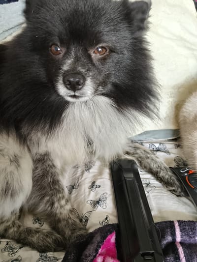 A close-up, eye-level, portrait-oriented photograph shows a medium-sized dog with predominantly black and white fur, sitting on a patterned white sheet. The dog has a fluffy mane around its face and neck, with dark fur on its head and lighter, greyish-white fur on its chest. Its eyes are a warm brown color, and its nose is dark and appears moist. The dog's expression is neutral, with its mouth slightly open. The sheet beneath the dog is adorned with a repeating pattern of black butterflies. To the right of the dog, two dark-colored remote controls are visible on top of a dark, textured blanket. The background consists of out-of-focus bedding. The scene appears to be indoors, likely on a bed. There is no information in the image to suggest the location is in Soltsy, Russia.